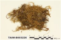 藏品(羽苔科 )的圖片